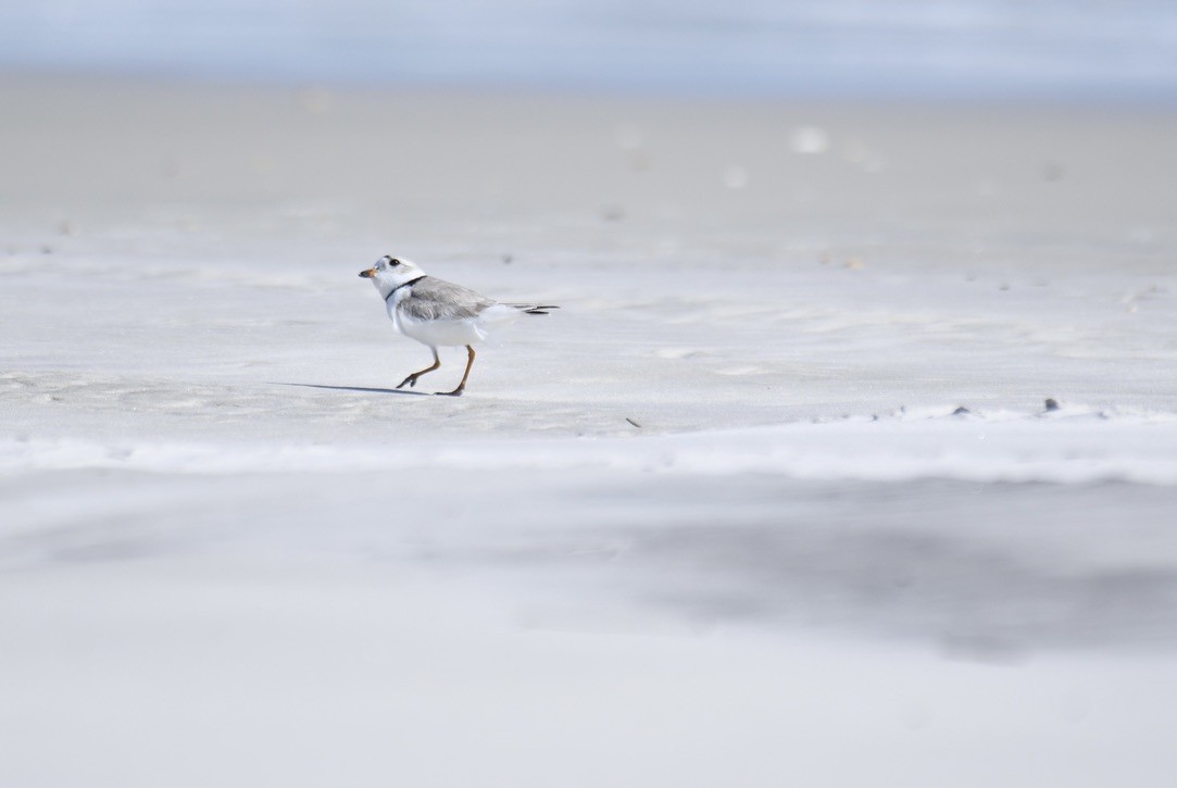 Piping Plover - ML544771111