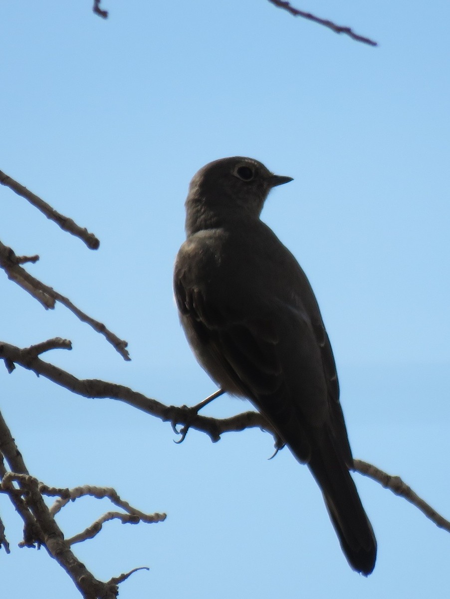 Townsend's Solitaire - ML544771141