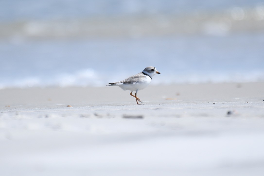 Piping Plover - ML544771221