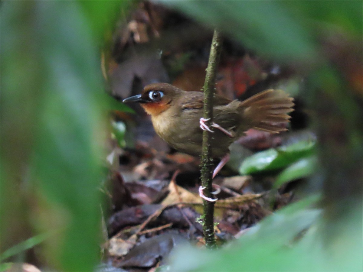 Rufous-throated Antbird - Hugo Foxonet
