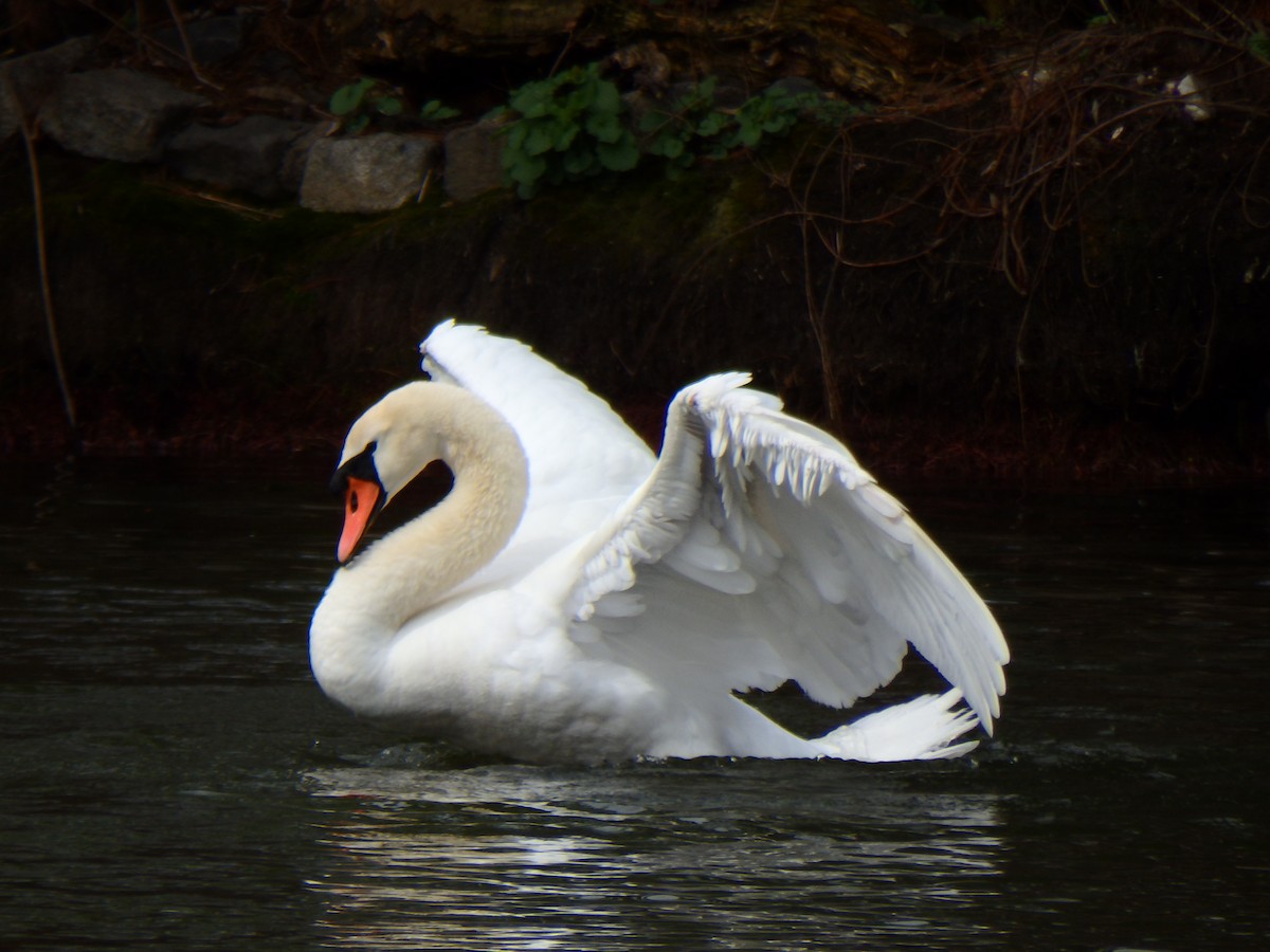 Mute Swan - David Lichter