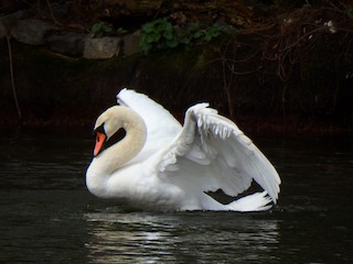 Mute Swan, ML54477411