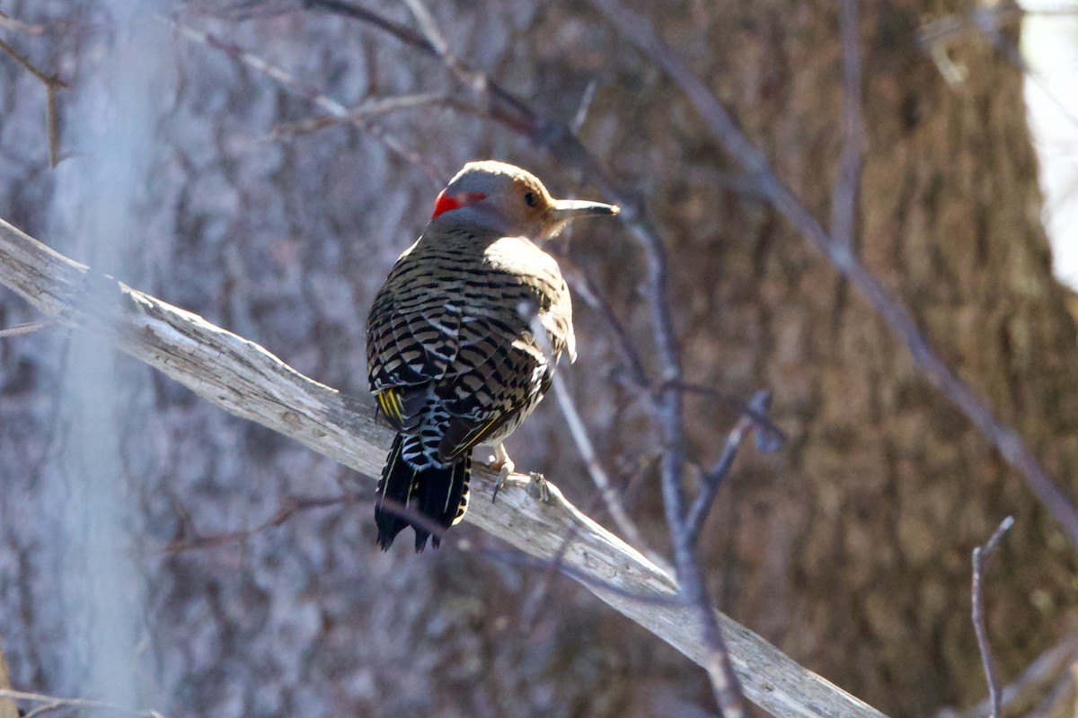 Northern Flicker (Yellow-shafted) - ML544777851