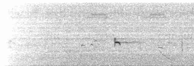  - Chestnut Munia (Chestnut)