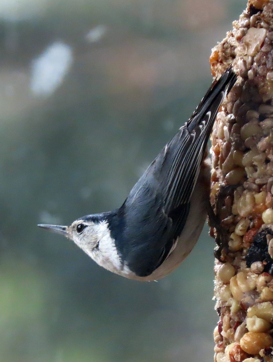 White-breasted Nuthatch - ML544779181