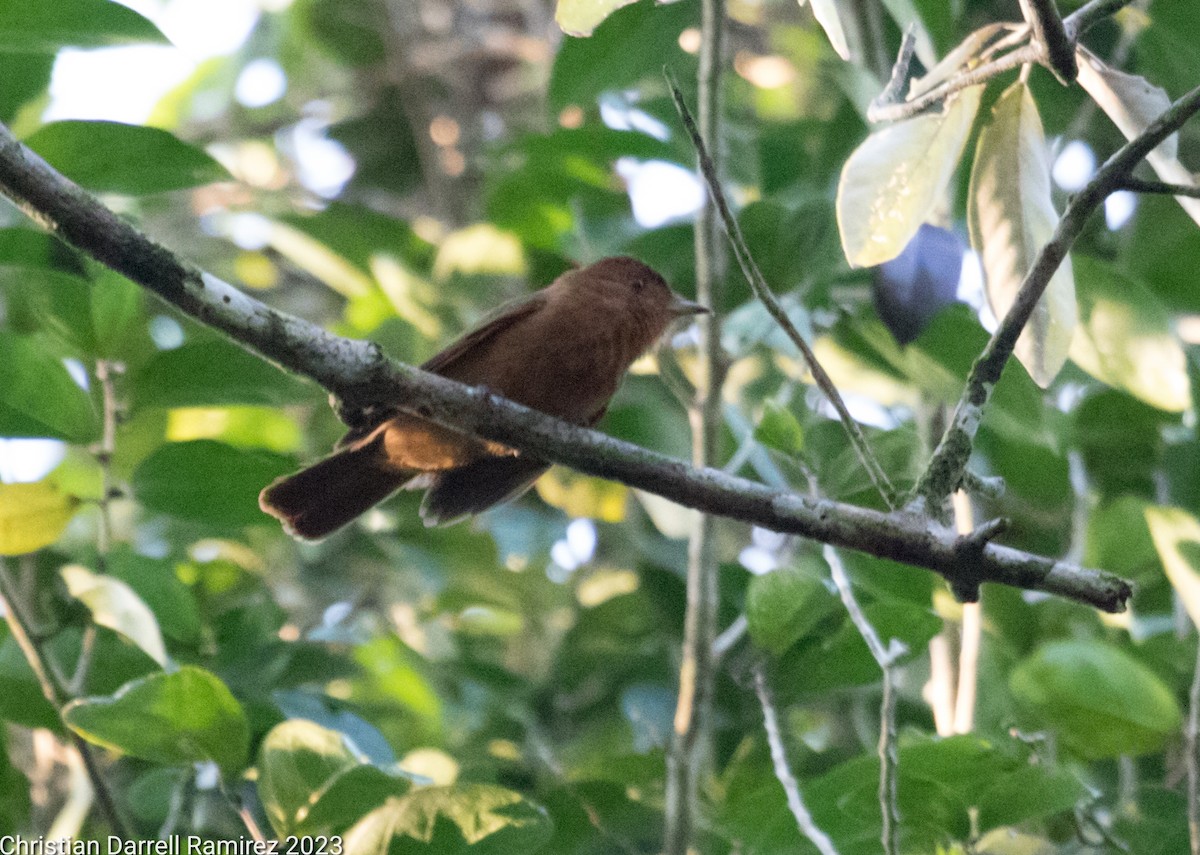Rufous Mourner - ML544782861