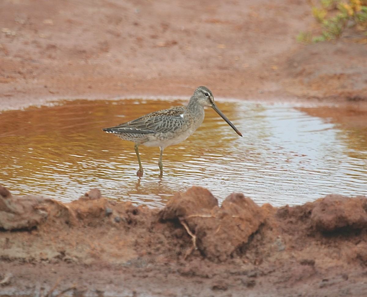 Long-billed Dowitcher - Gil Ewing