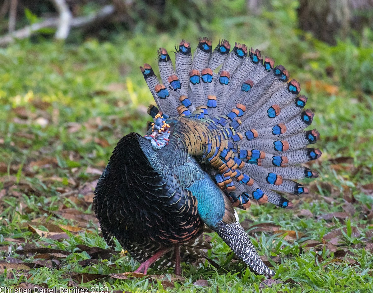 Ocellated Turkey - ML544784571