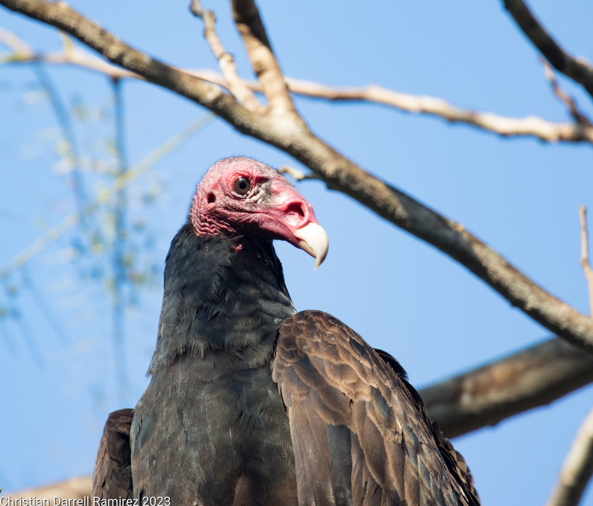 Turkey Vulture - ML544784631