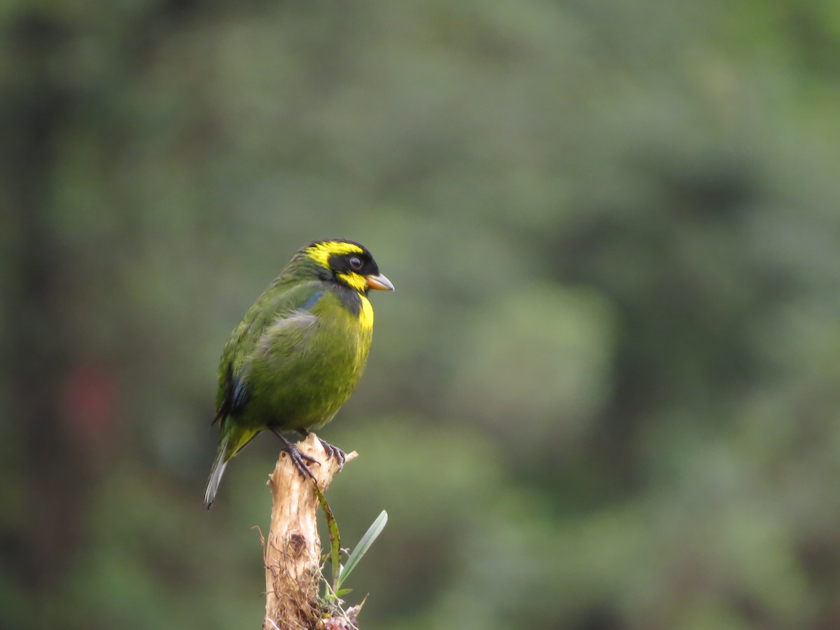 Gold-ringed Tanager - ML544785771