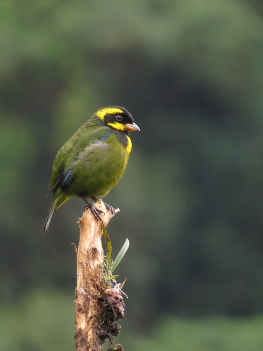 Gold-ringed Tanager - ML544785791