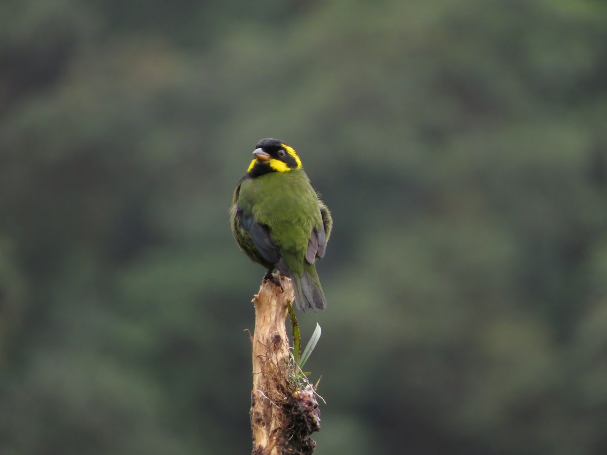Gold-ringed Tanager - ML544785821