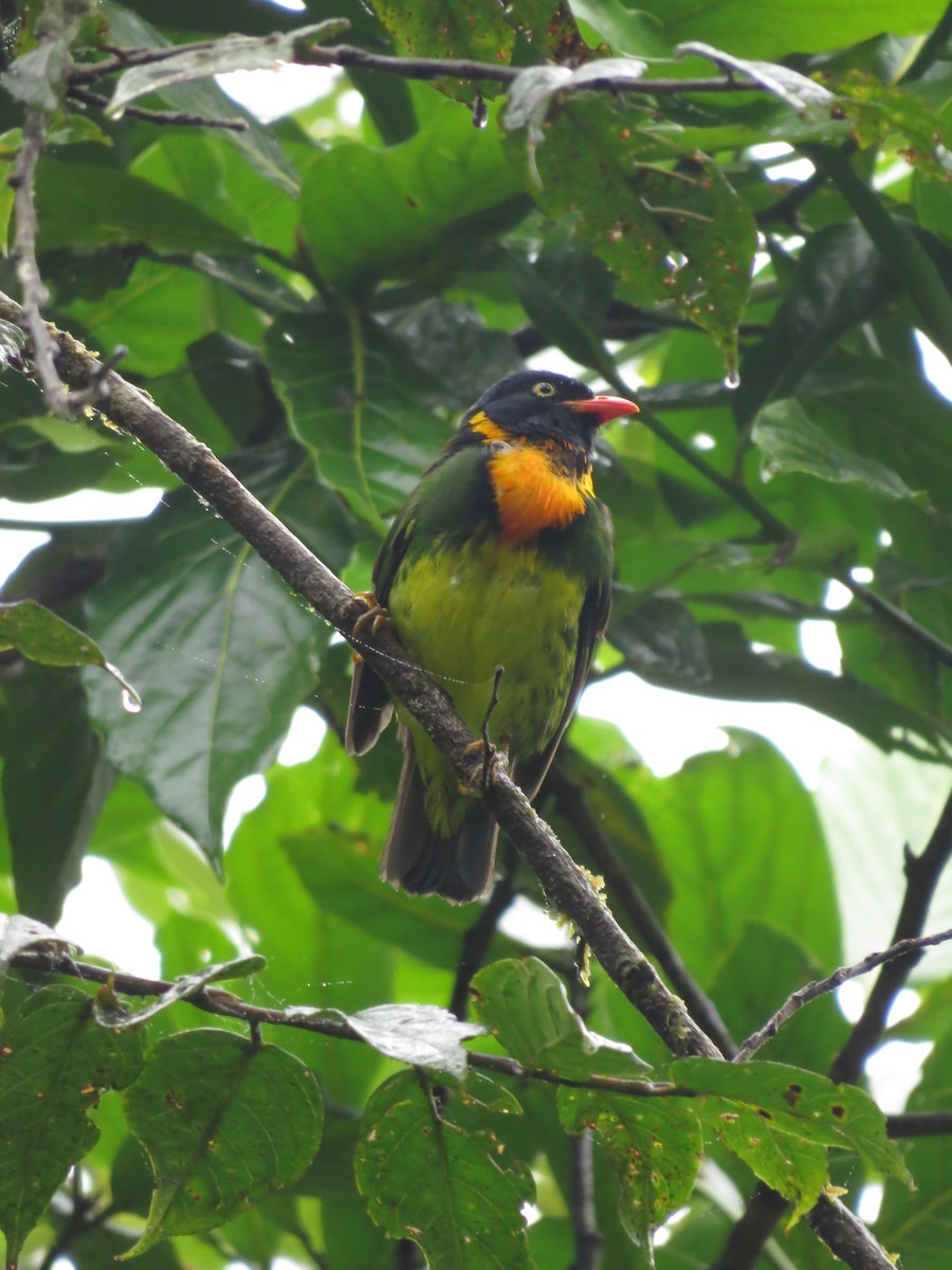 Orange-breasted Fruiteater - Johnnier Arango 🇨🇴 theandeanbirder.com