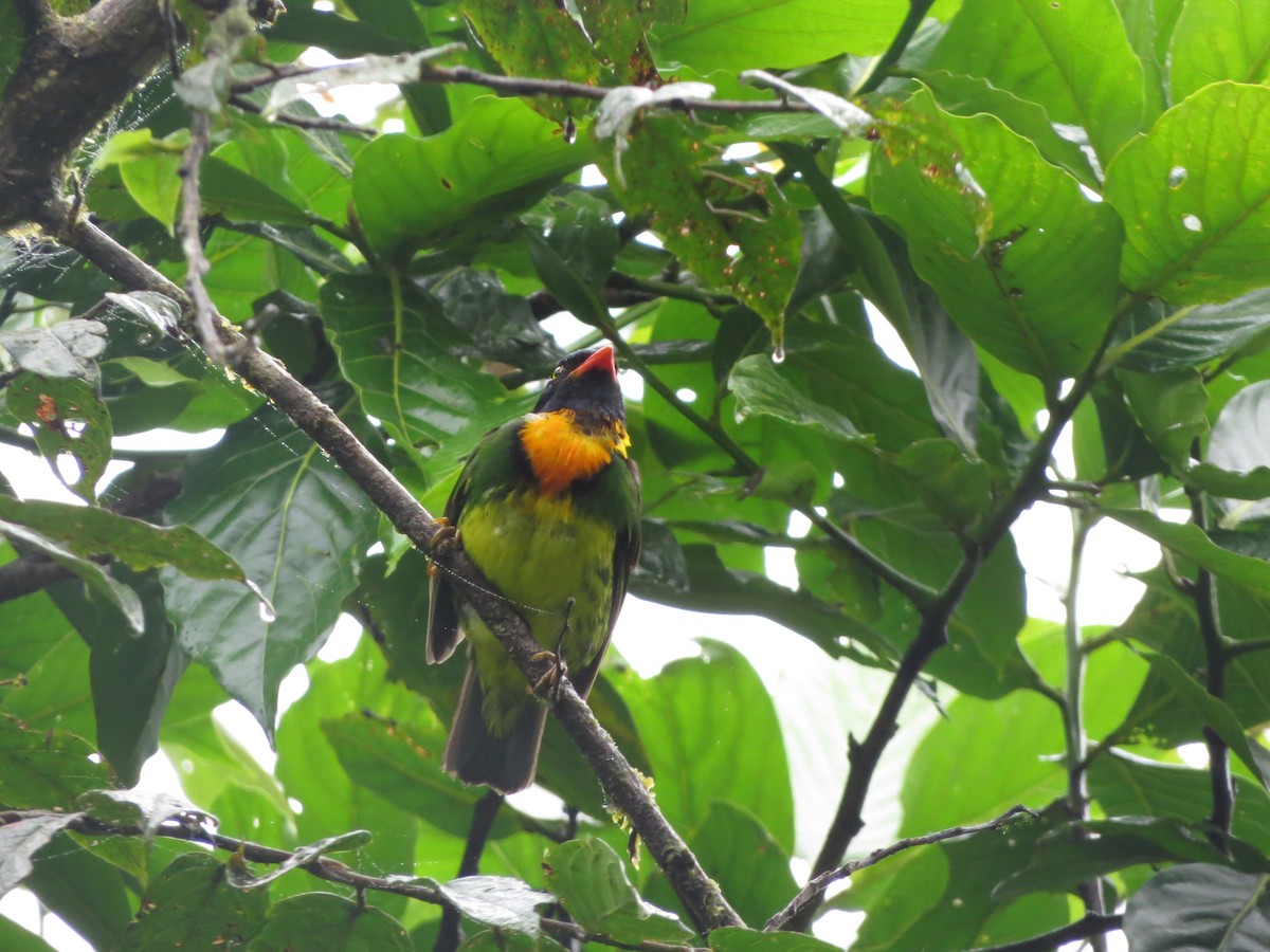 Orange-breasted Fruiteater - Johnnier Arango 🇨🇴 theandeanbirder.com