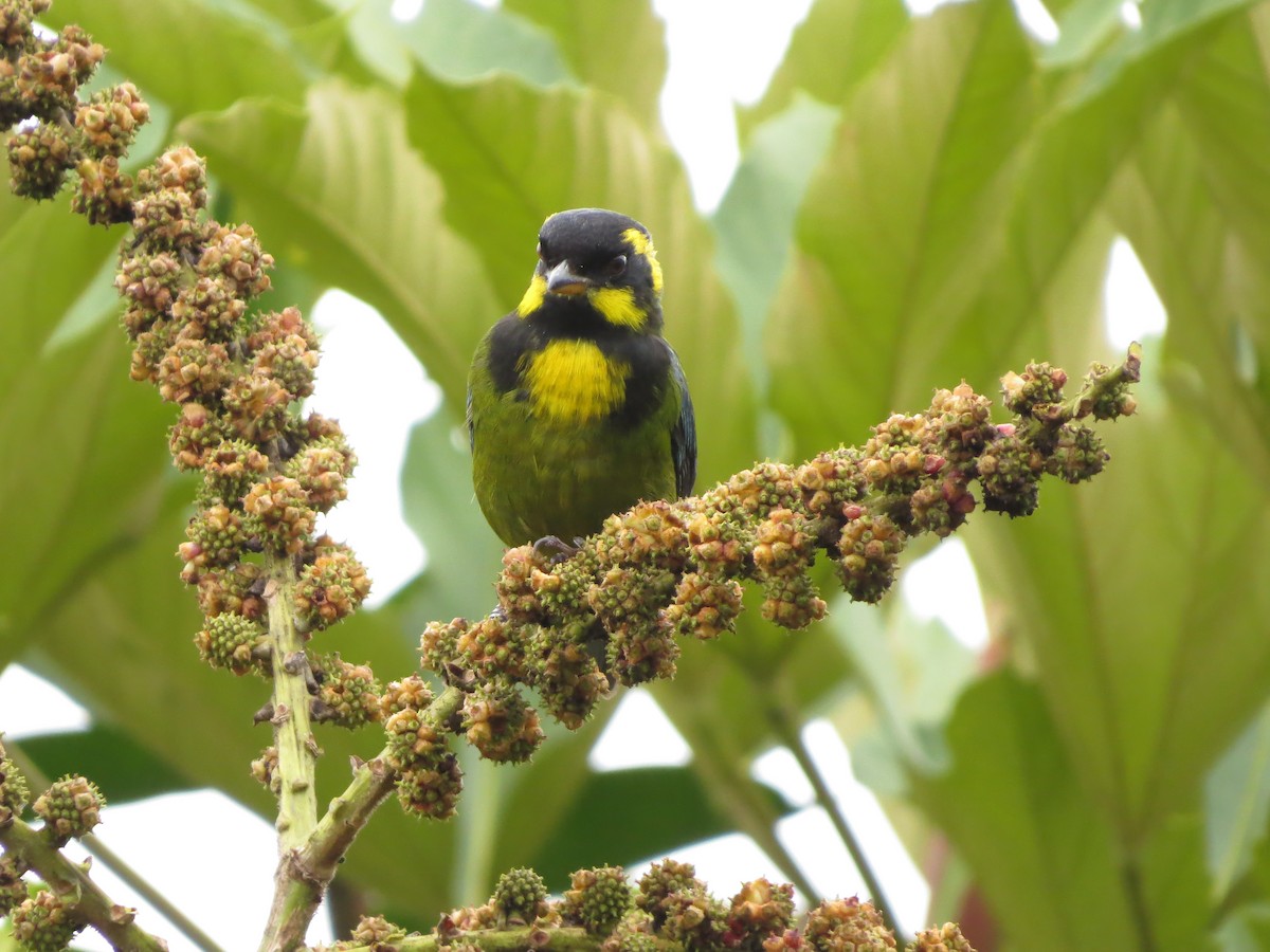Gold-ringed Tanager - ML544786531
