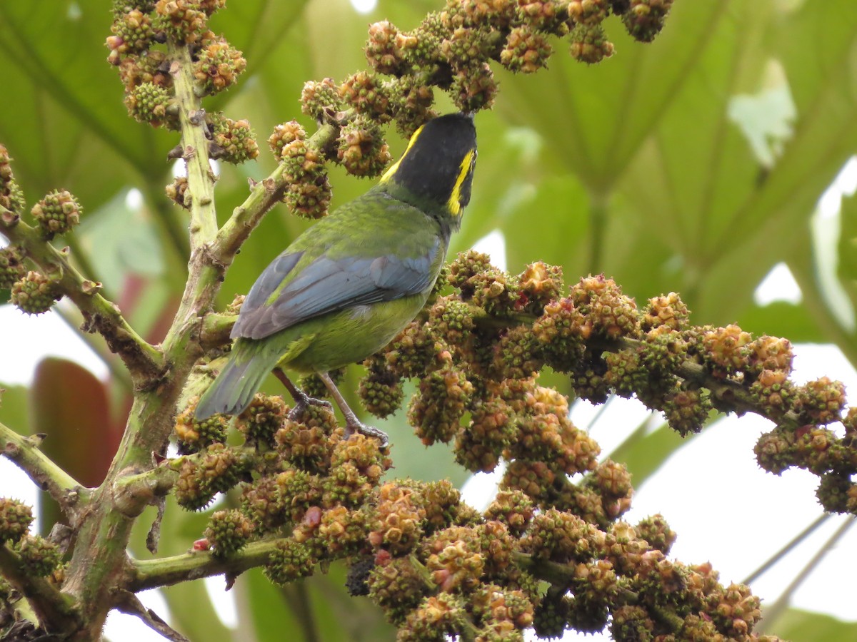 Gold-ringed Tanager - ML544786541