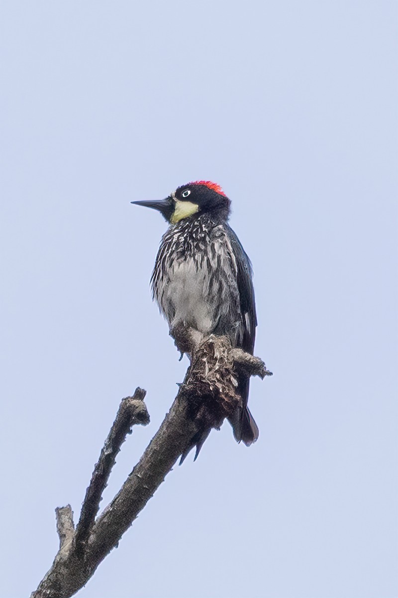 Acorn Woodpecker - ML544787861