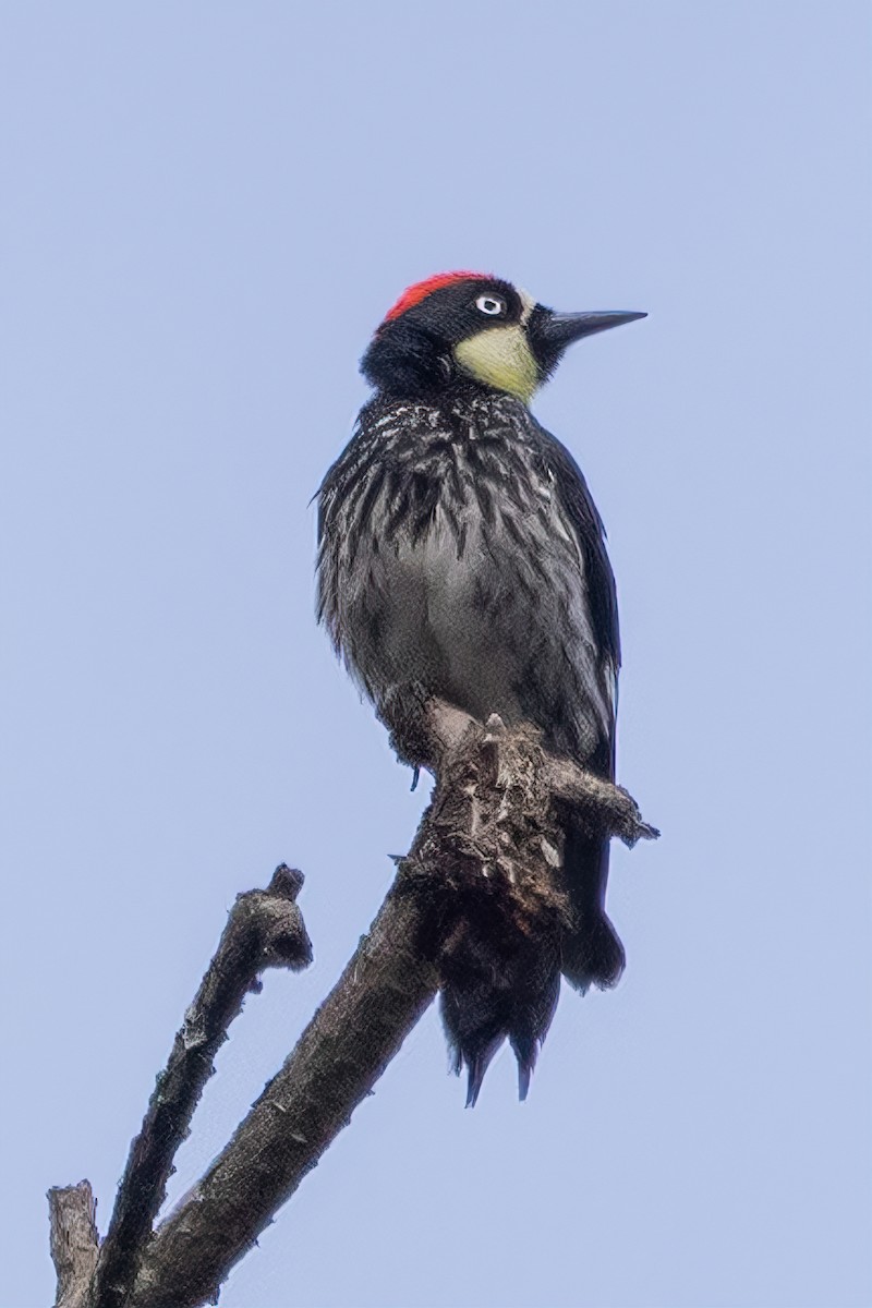 Acorn Woodpecker - ML544787871
