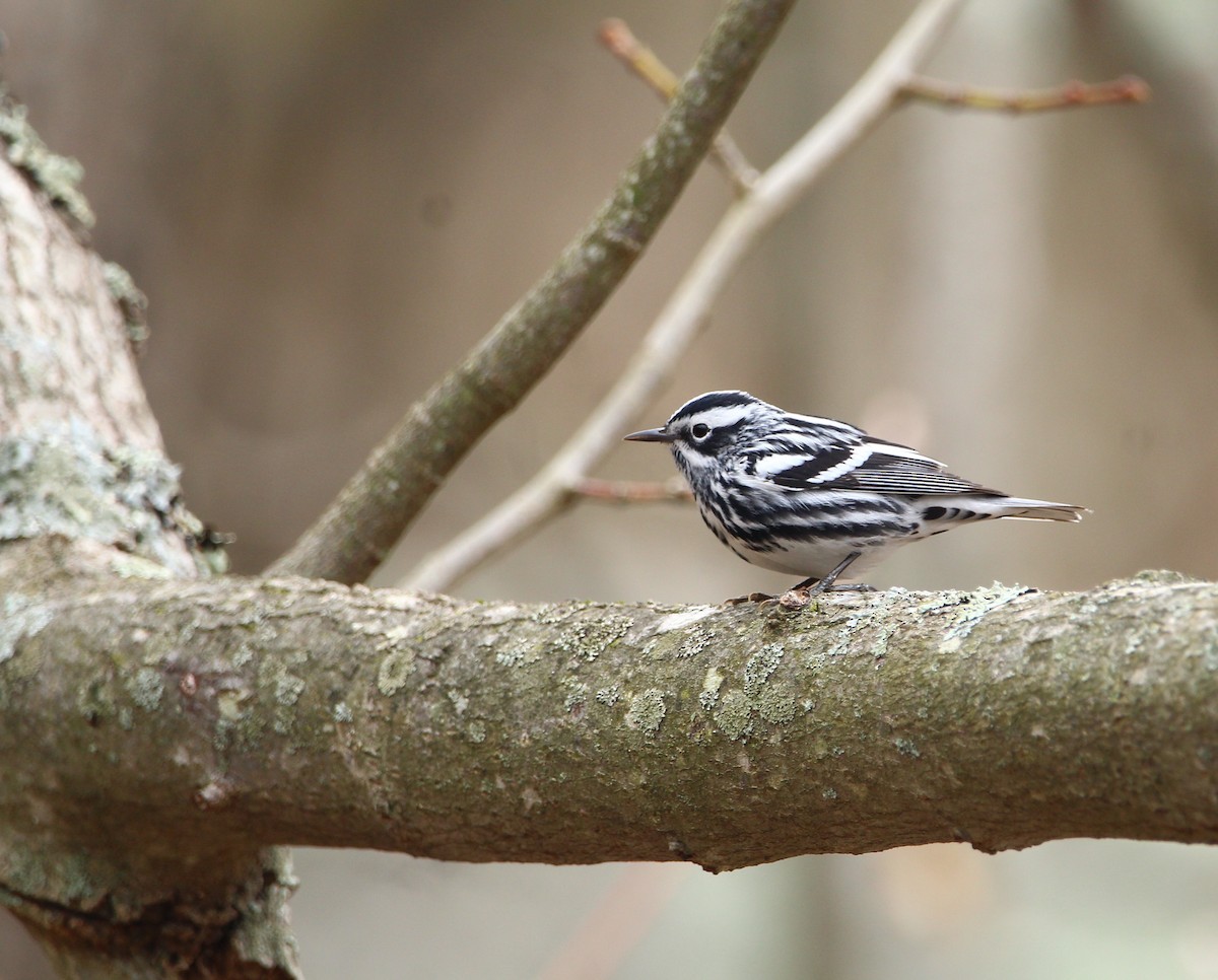 Black-and-white Warbler - Logan Anderson