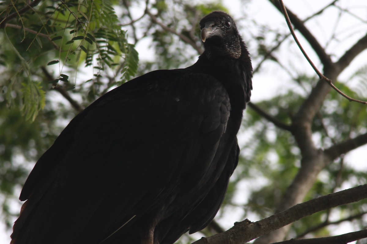 Black Vulture - Richard Garrigus