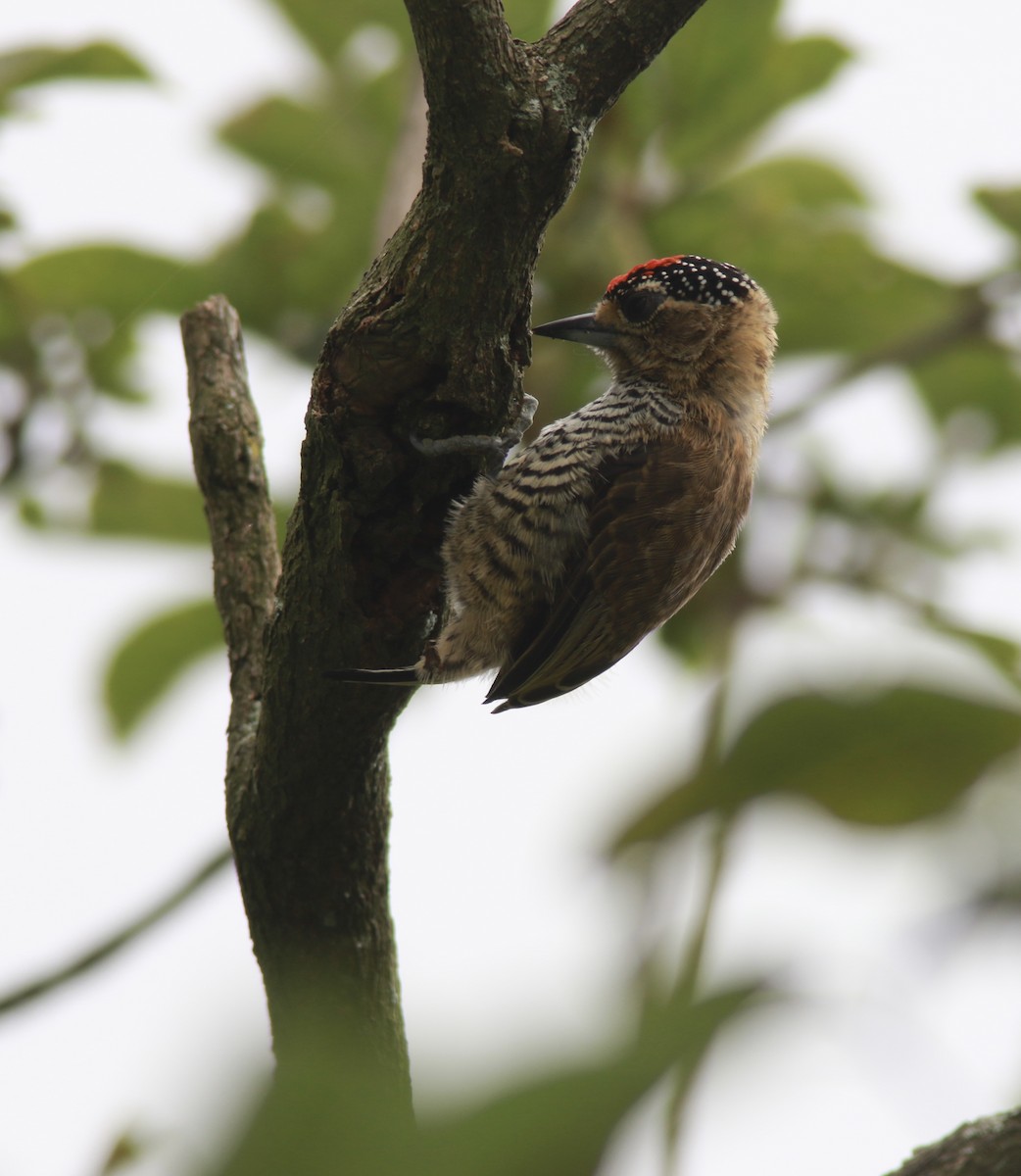 Ochre-collared Piculet - ML544793871