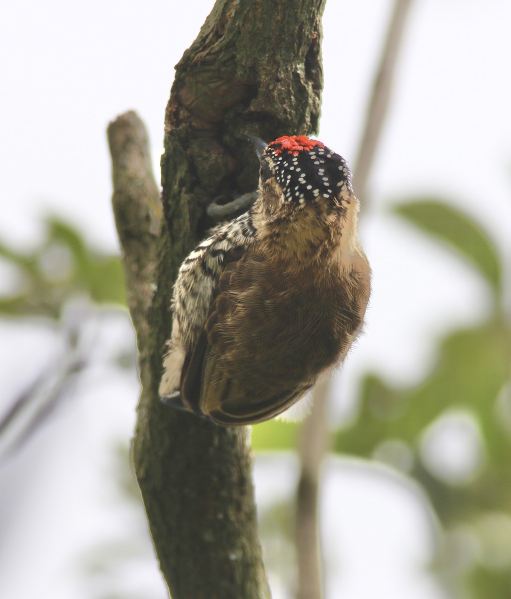 Ochre-collared Piculet - ML544793901