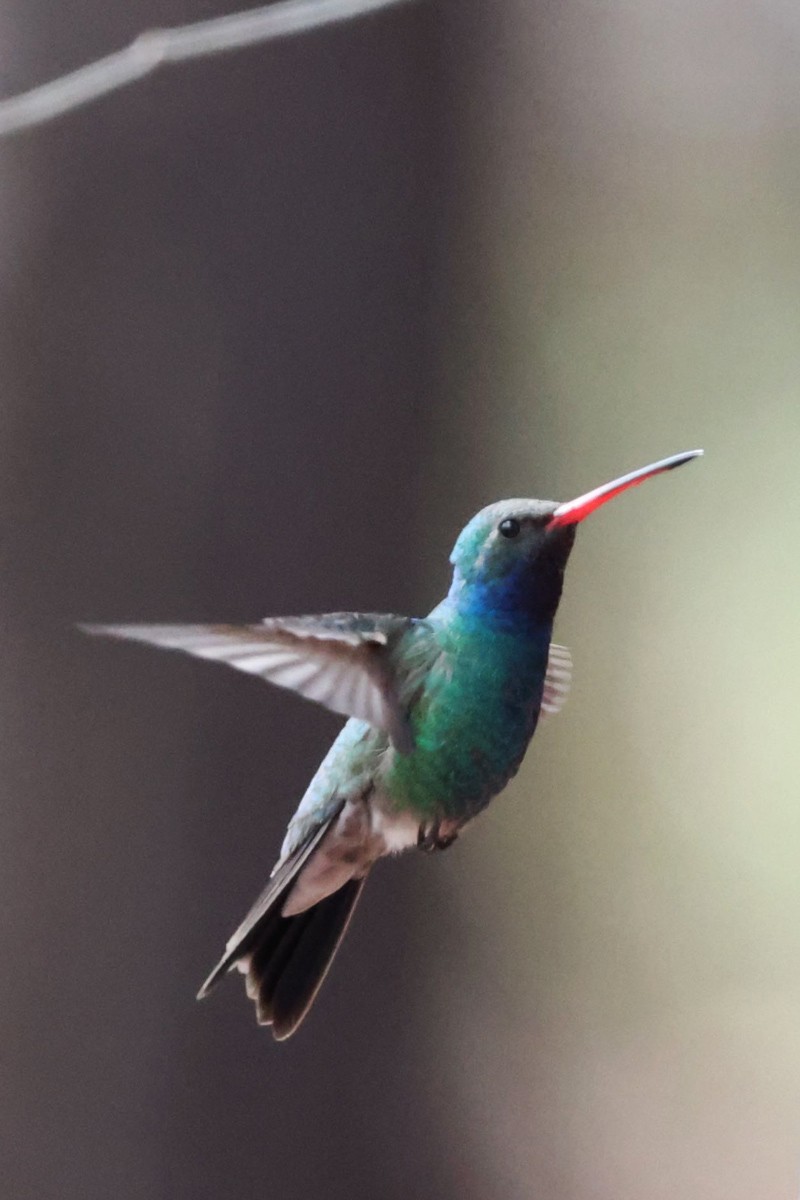 Broad-billed Hummingbird - ML544794131