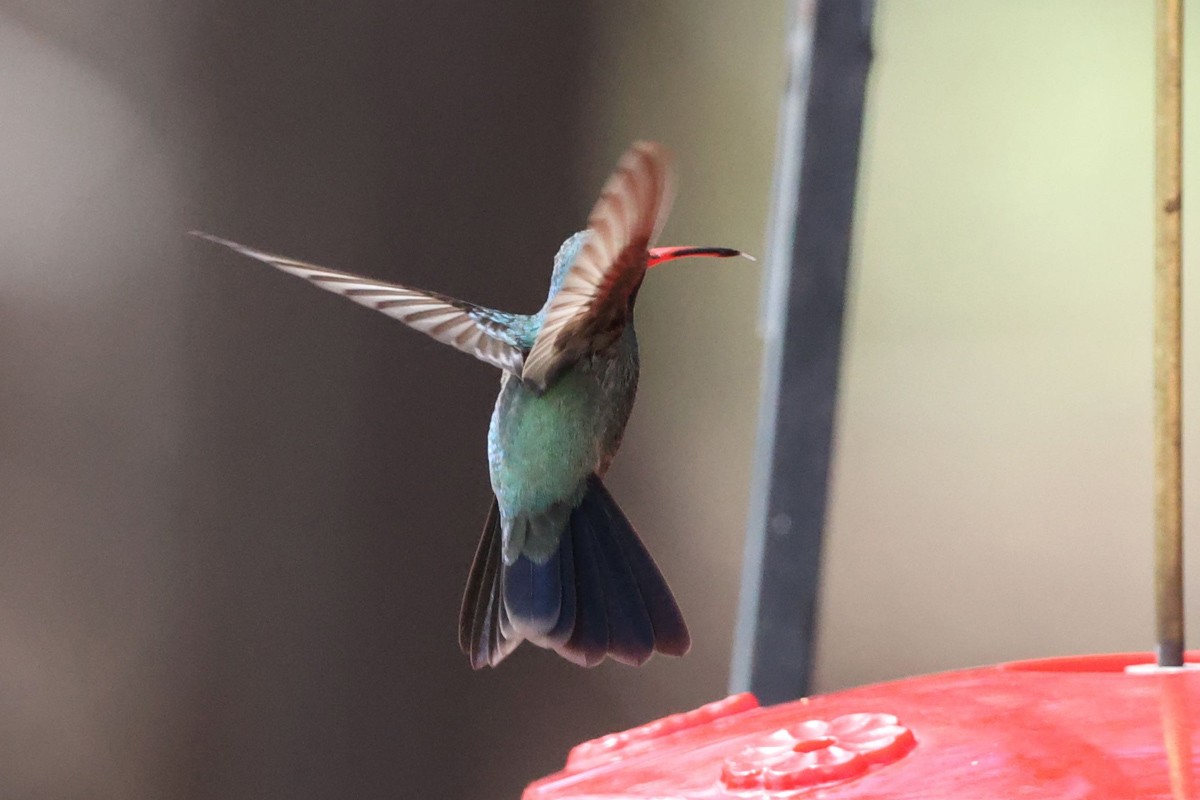 kolibřík širokozobý - ML544794151