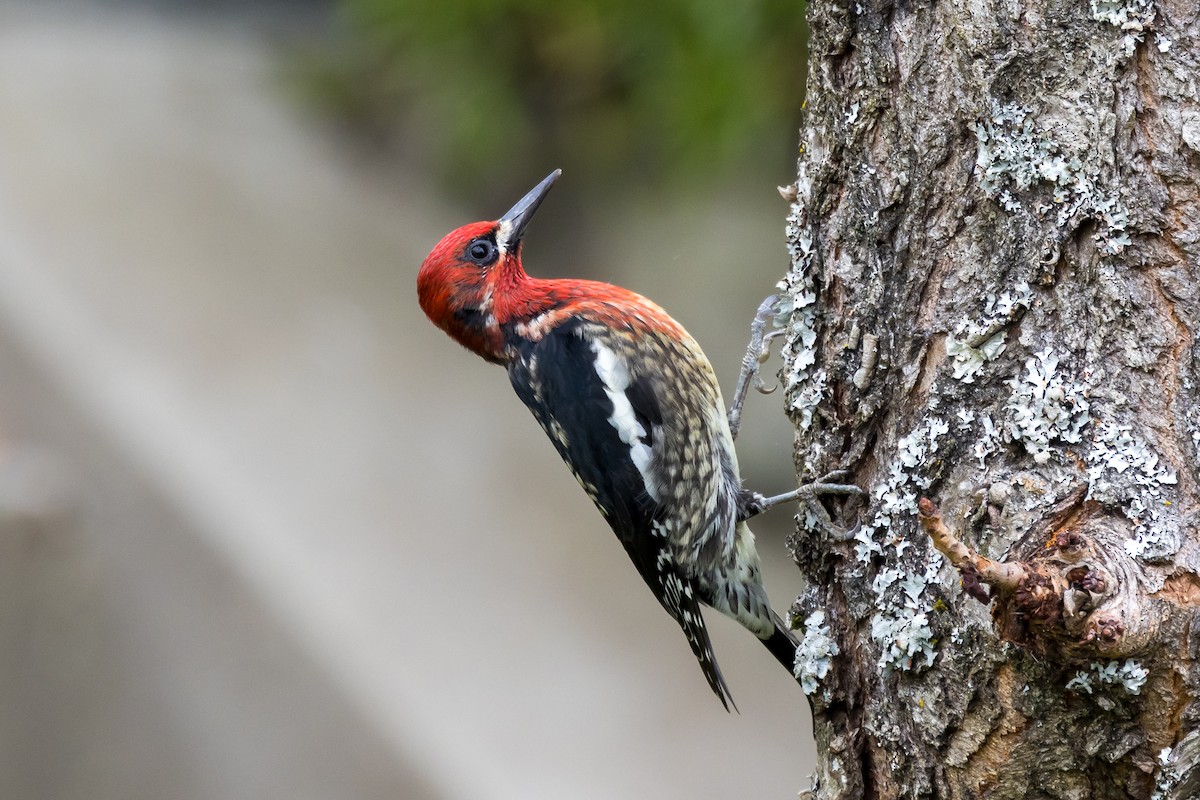 Red-breasted Sapsucker - ML544796451