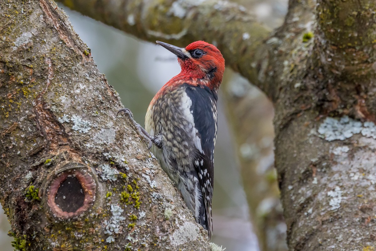 Red-breasted Sapsucker - ML544796461