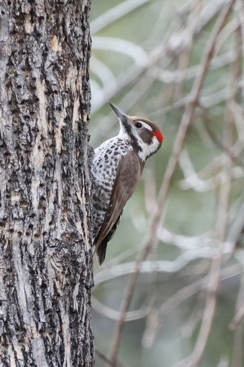 Arizona Woodpecker - ML544797211