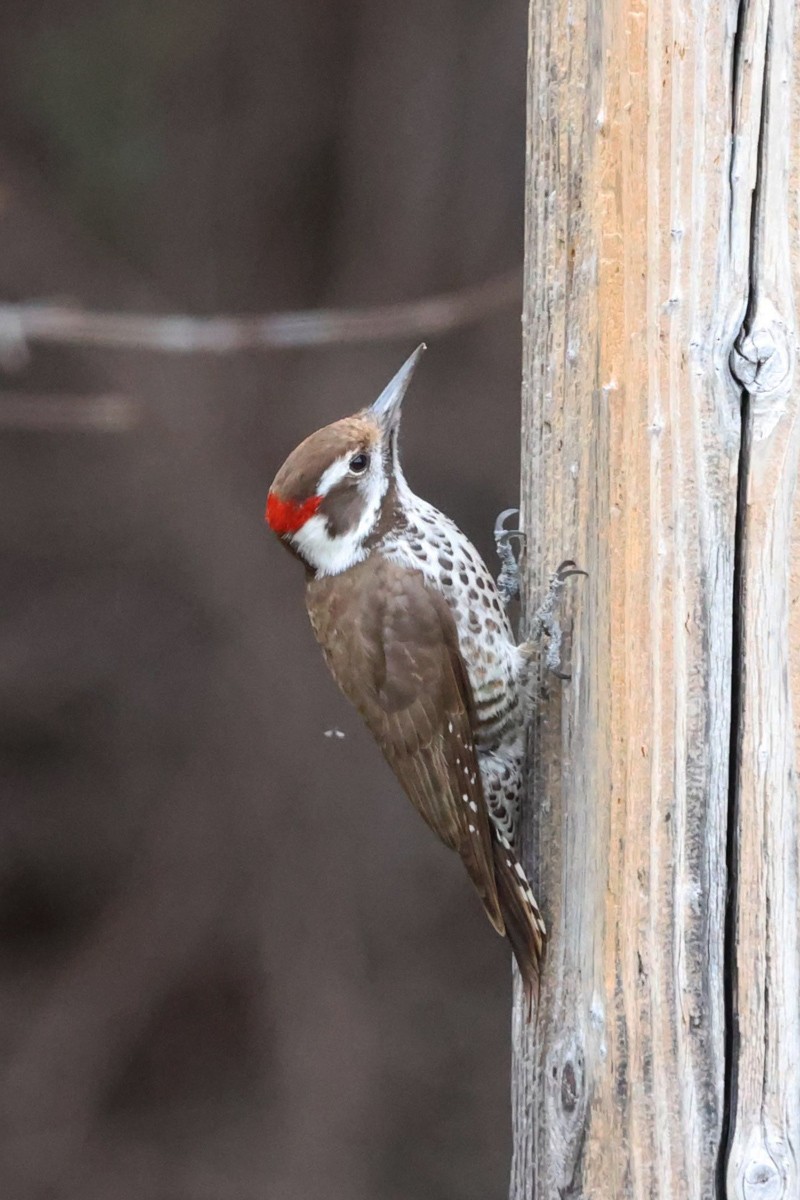 Arizona Woodpecker - ML544797221