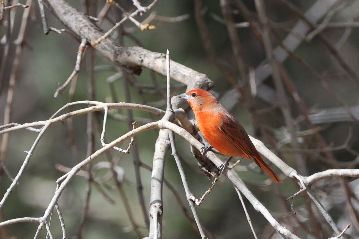 Hepatic Tanager (Northern) - ML544798051