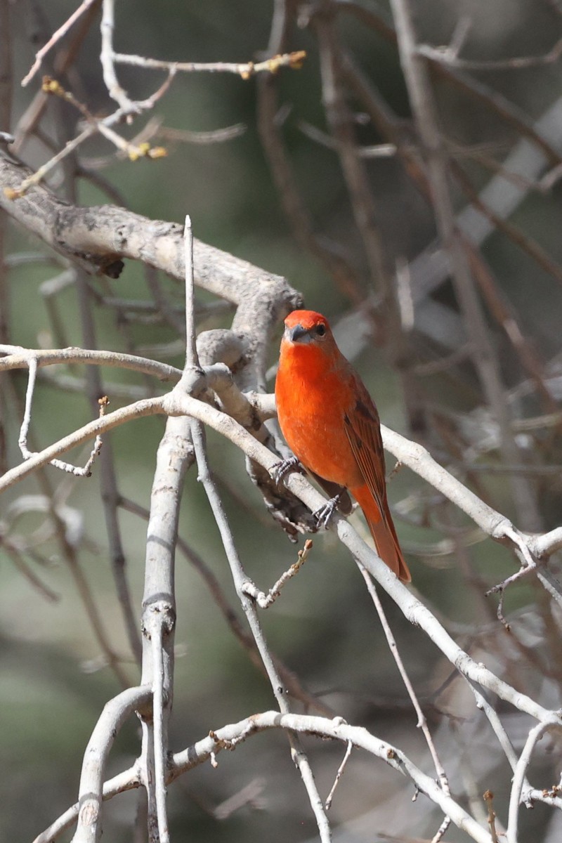Hepatic Tanager (Northern) - ML544798061