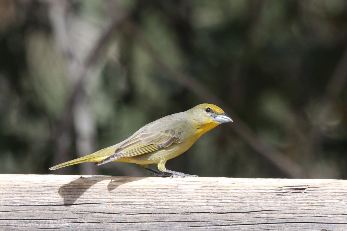 Hepatic Tanager (Northern) - ML544798071