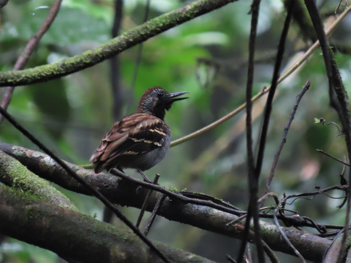 Wing-banded Antbird - ML544803731