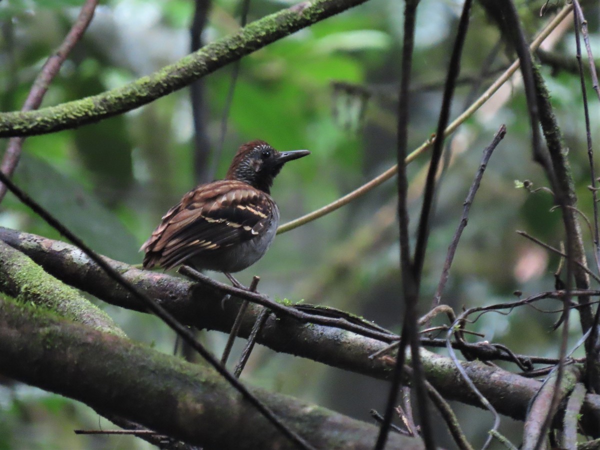 Wing-banded Antbird - ML544803751