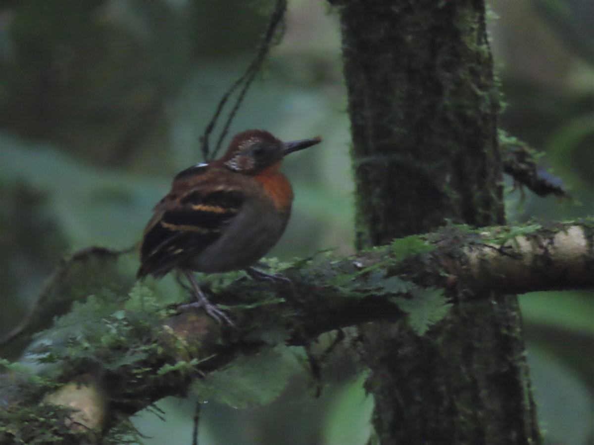 Wing-banded Antbird - ML544803801