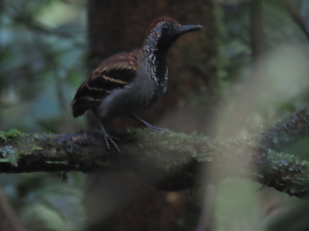 Wing-banded Antbird - ML544803861