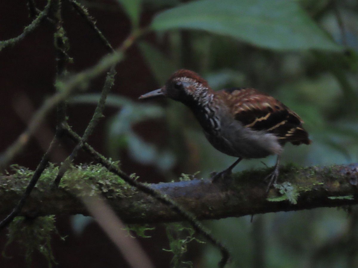 Wing-banded Antbird - ML544803881