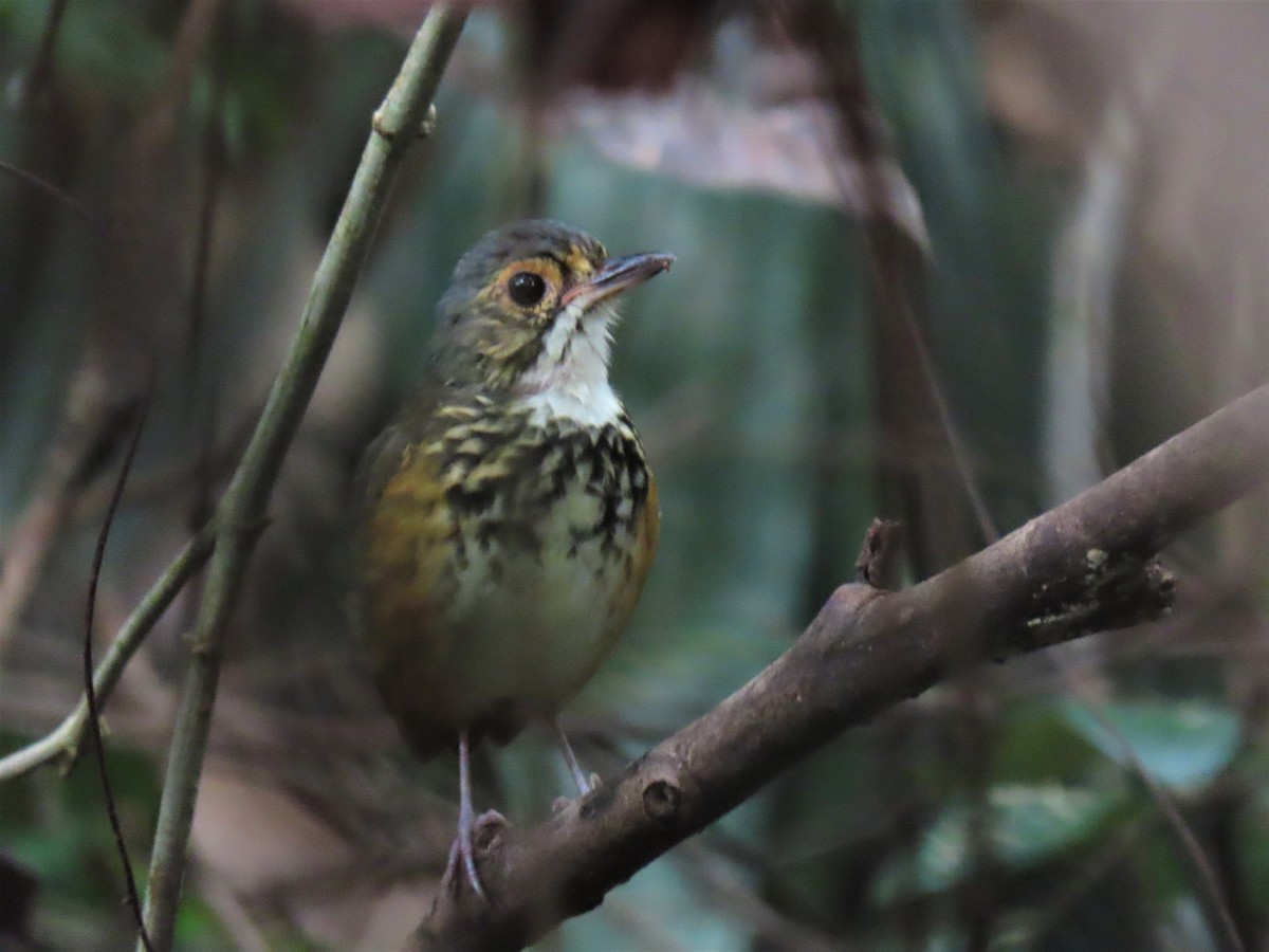 Spotted Antpitta - ML544810901