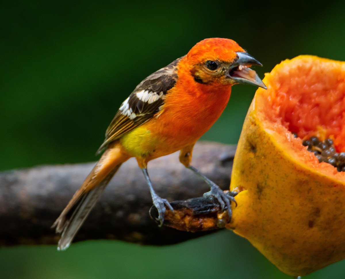 Flame-colored Tanager - ML544813061