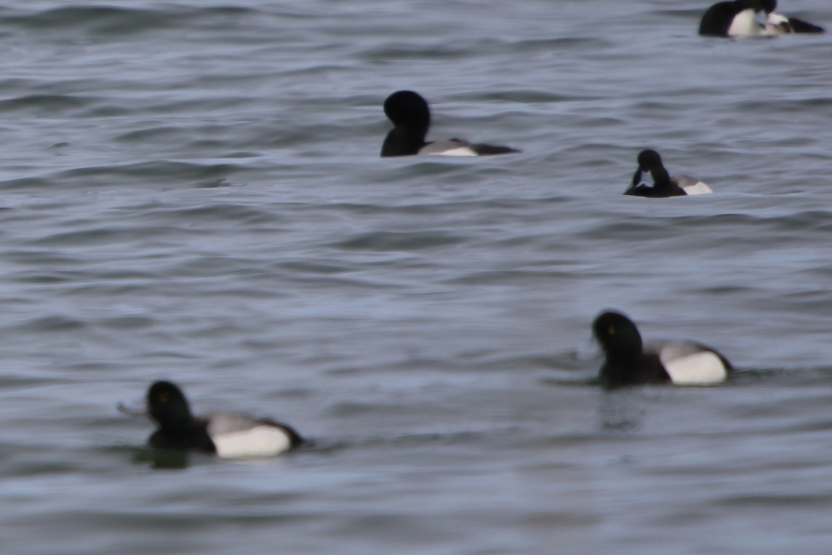 Greater Scaup - ML544814611