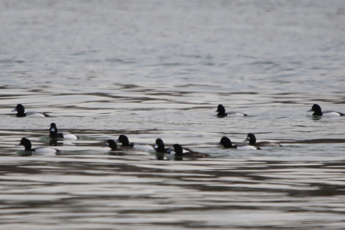 Greater Scaup - ML544814621