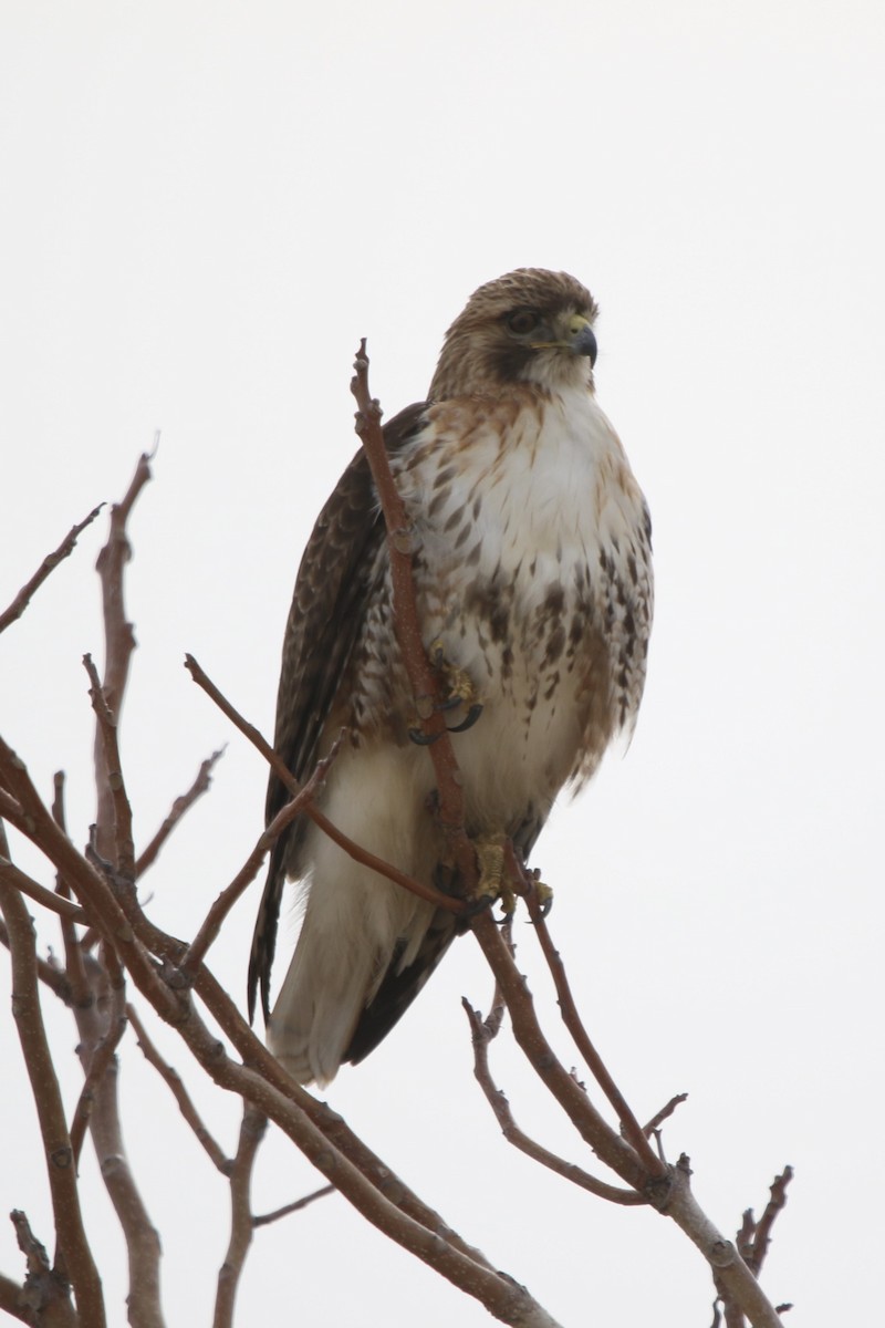 Red-tailed Hawk - ML544815891