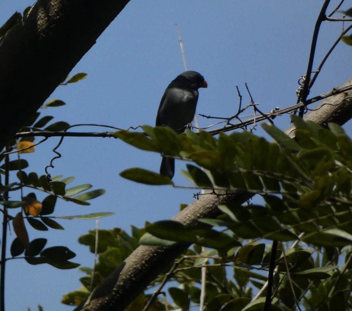 Gray Seedeater - ML544816771
