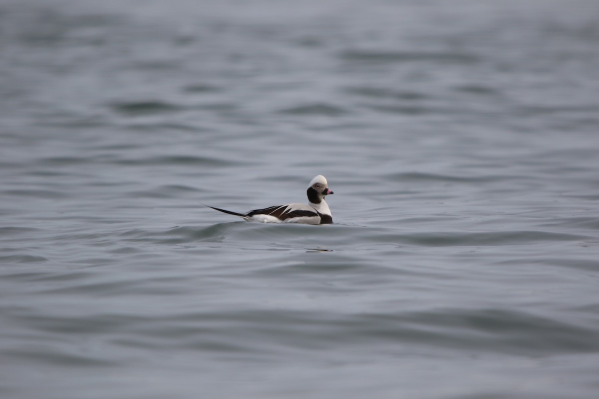 Long-tailed Duck - ML544816831