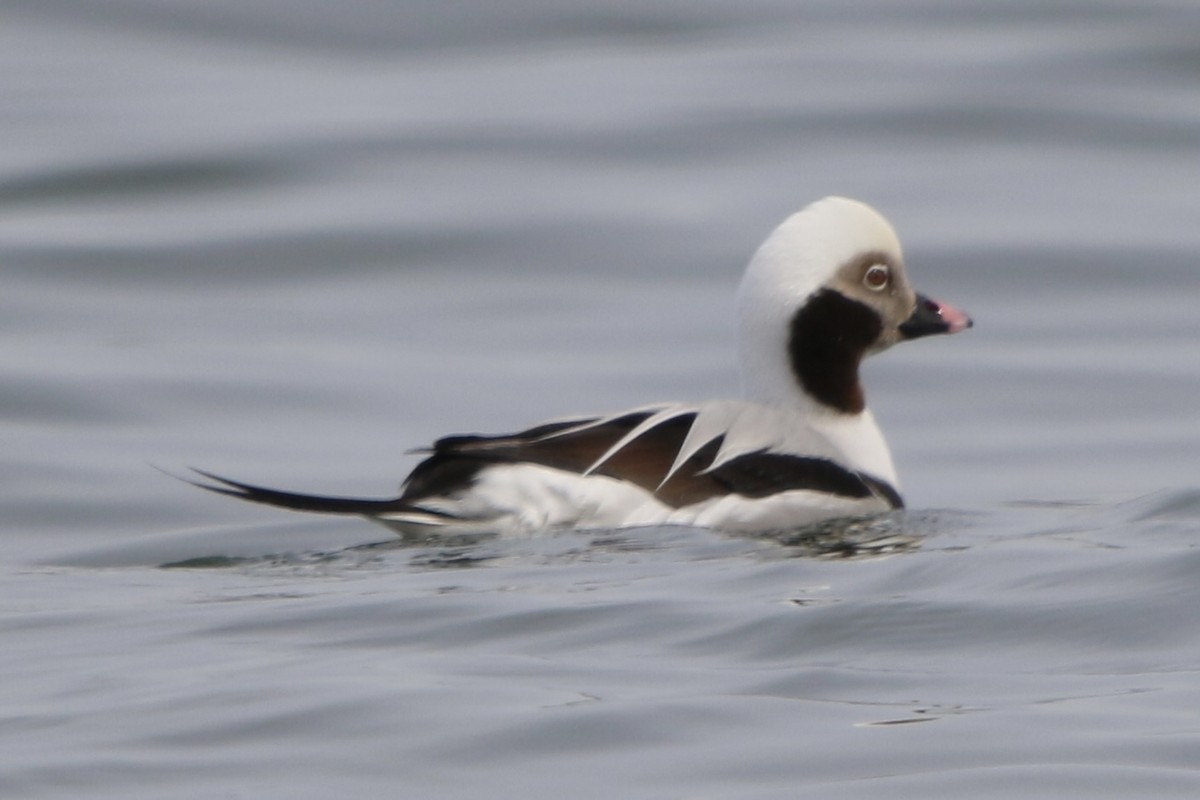 Long-tailed Duck - ML544816841