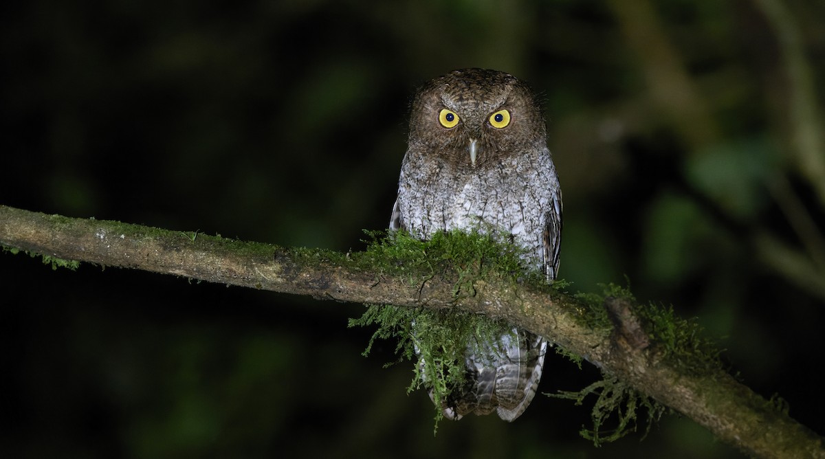 Bare-shanked Screech-Owl - ML544821051