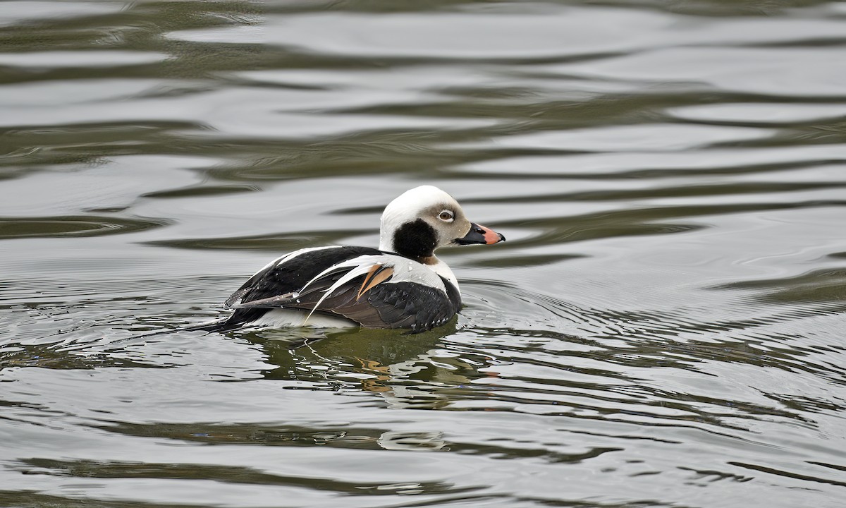 Long-tailed Duck - ML544822101